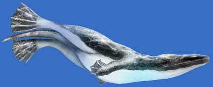 080911-whale-legs-ff.jpg